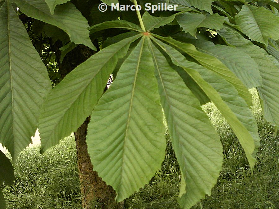Aesculus hippocastanum / Ippocastano